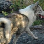 Kanadisk Eskimohund