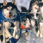 Kanadisk Eskimohund
