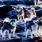 Kanadisk Eskimohund