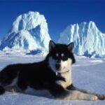 Kanadisk Eskimohund