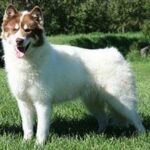 Kanadisk Eskimohund