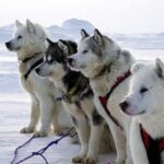 Kanadisk Eskimohund