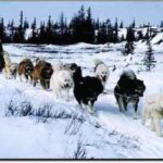 Kanadisk Eskimohund