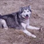 Kanadisk Eskimohund
