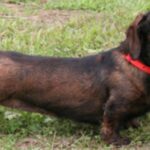 Kanindachshund