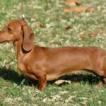 Kanindachshund