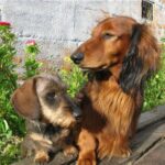 Kanindachshund