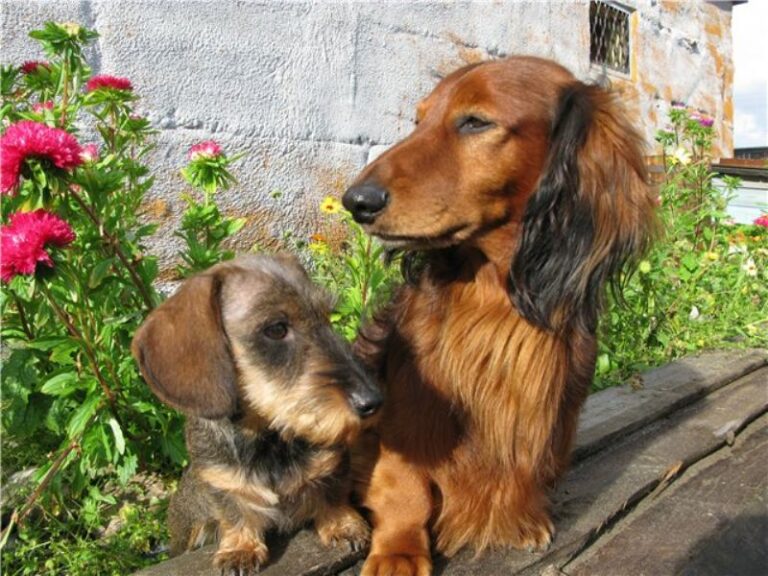 Kanindachshund