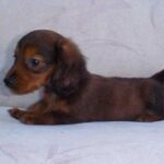 Kanindachshund