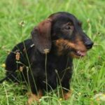 Kanindachshund