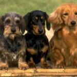 Kanindachshund