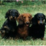 Kanindachshund