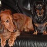 Kanindachshund