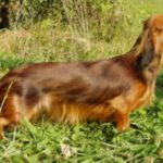 Kanindachshund