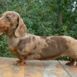 Kanindachshund