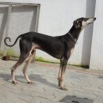 Kanni