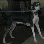 Kanni