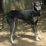 Kanni