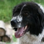 Karakachan