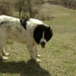 Karakachan
