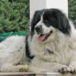 Karakachan