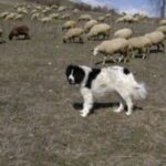 Karakachan