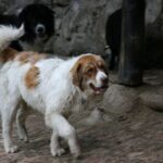 Karakachan