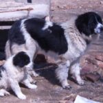 Karakachan
