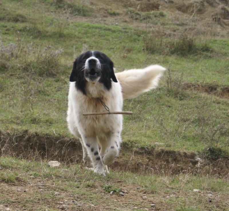 Karakachan