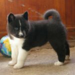 Karelsk Bjørnhund