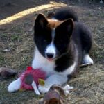 Karelsk Bjørnhund