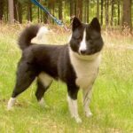 Karelsk Bjørnhund