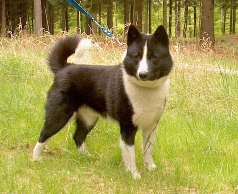 Karelsk Bjørnhund