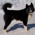 Karelsk Bjørnhund