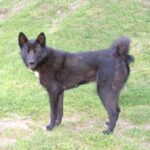Karelsk Bjørnhund