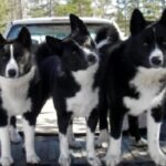 Karelsk Bjørnhund