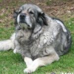 Karst Gjeterhund