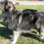 Karst Gjeterhund