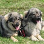 Karst Gjeterhund