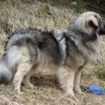 Karst Gjeterhund