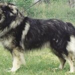 Karst Gjeterhund
