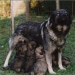 Karst Gjeterhund