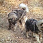 Karst Gjeterhund