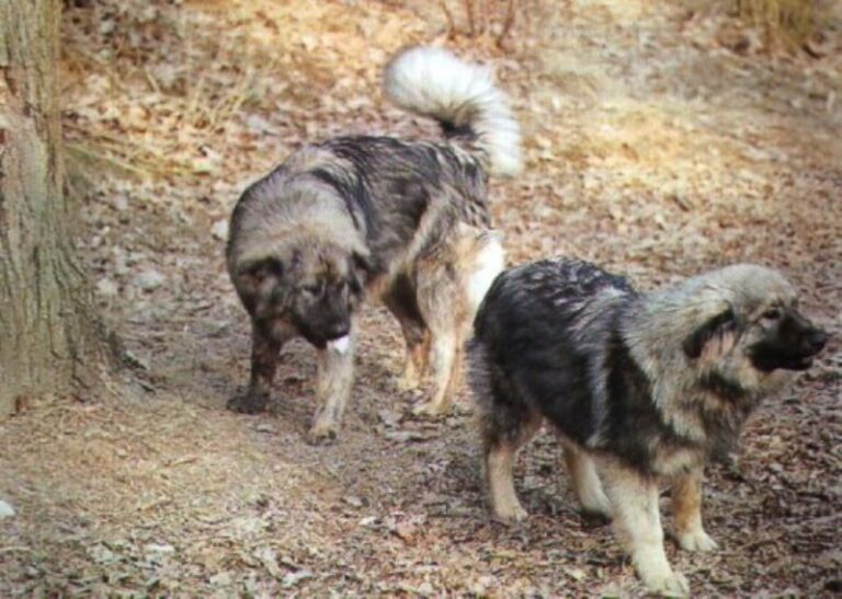 Karst Gjeterhund