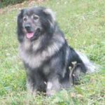 Karst Gjeterhund