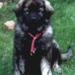 Karst Gjeterhund