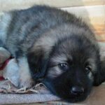 Karst Gjeterhund