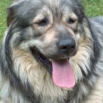 Karst Gjeterhund