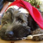 Katalansk Gjeterhund