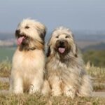 Katalansk Gjeterhund